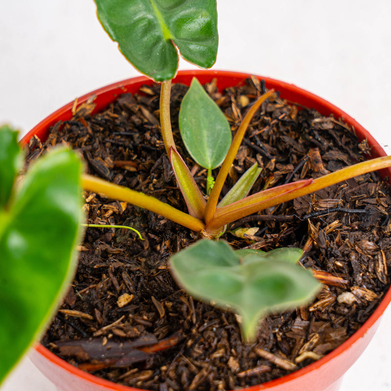 Philodendron Billiteae Little