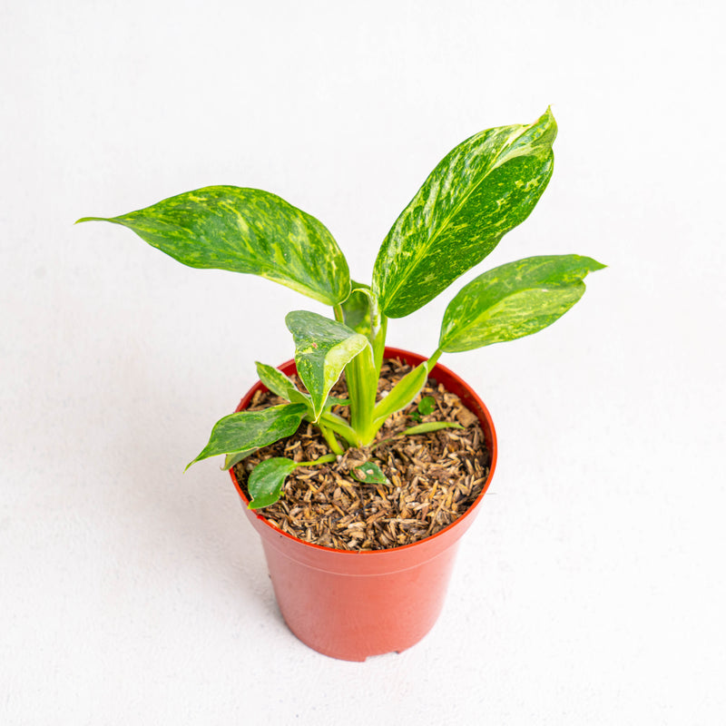 Philodendron Jose Buono