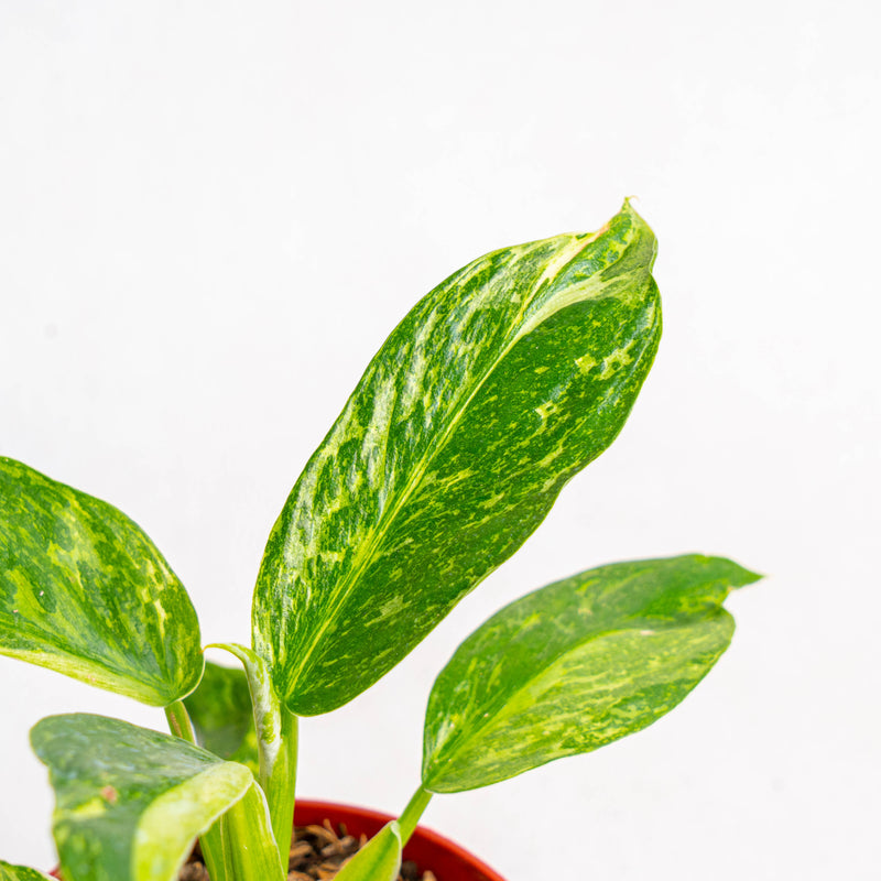 Philodendron Jose Buono