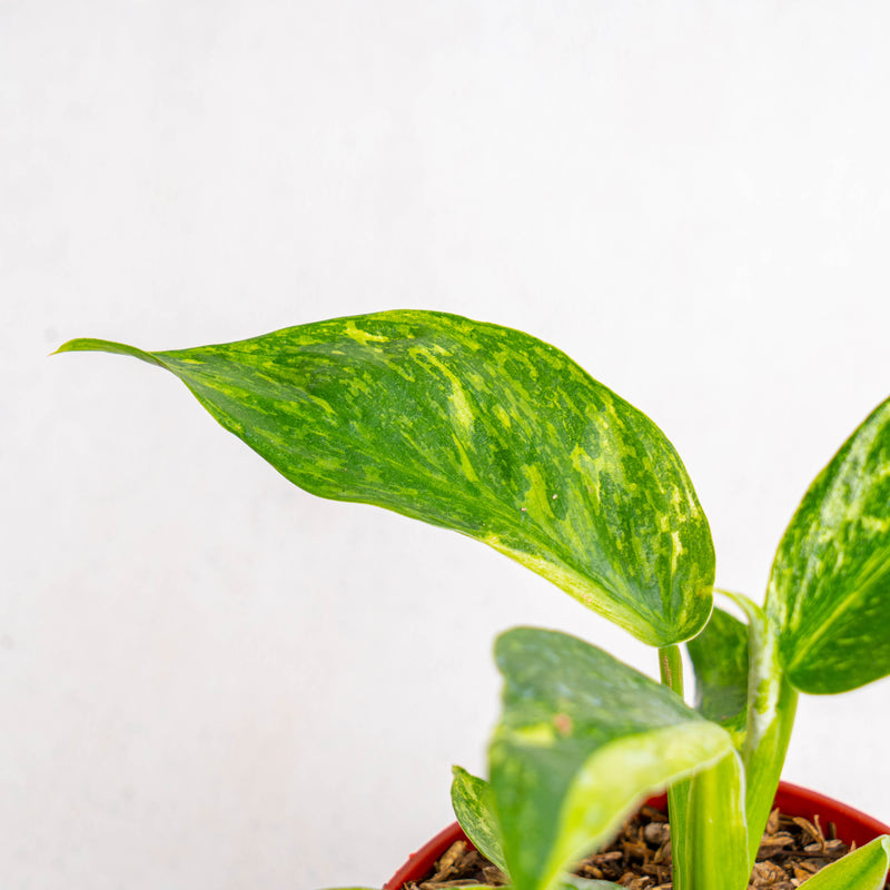 Philodendron Jose Buono