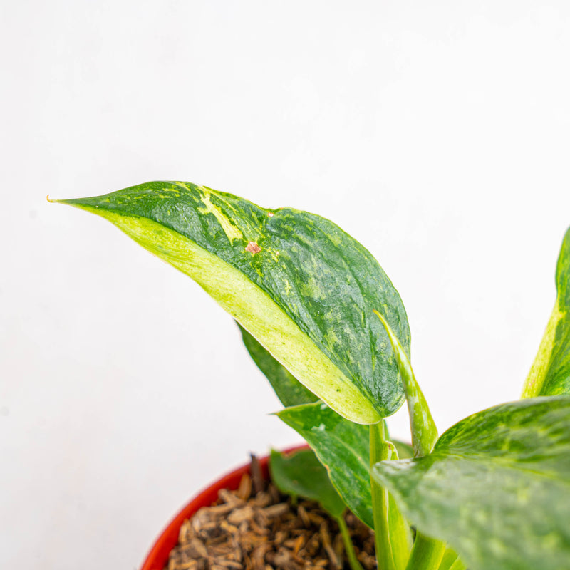 Philodendron Jose Buono