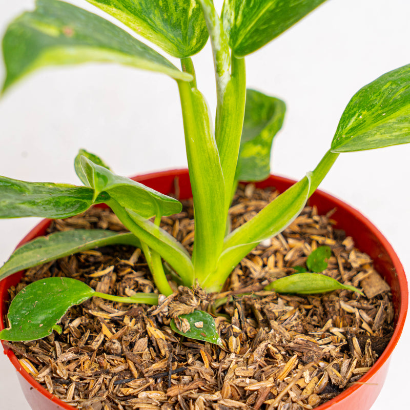 Philodendron Jose Buono