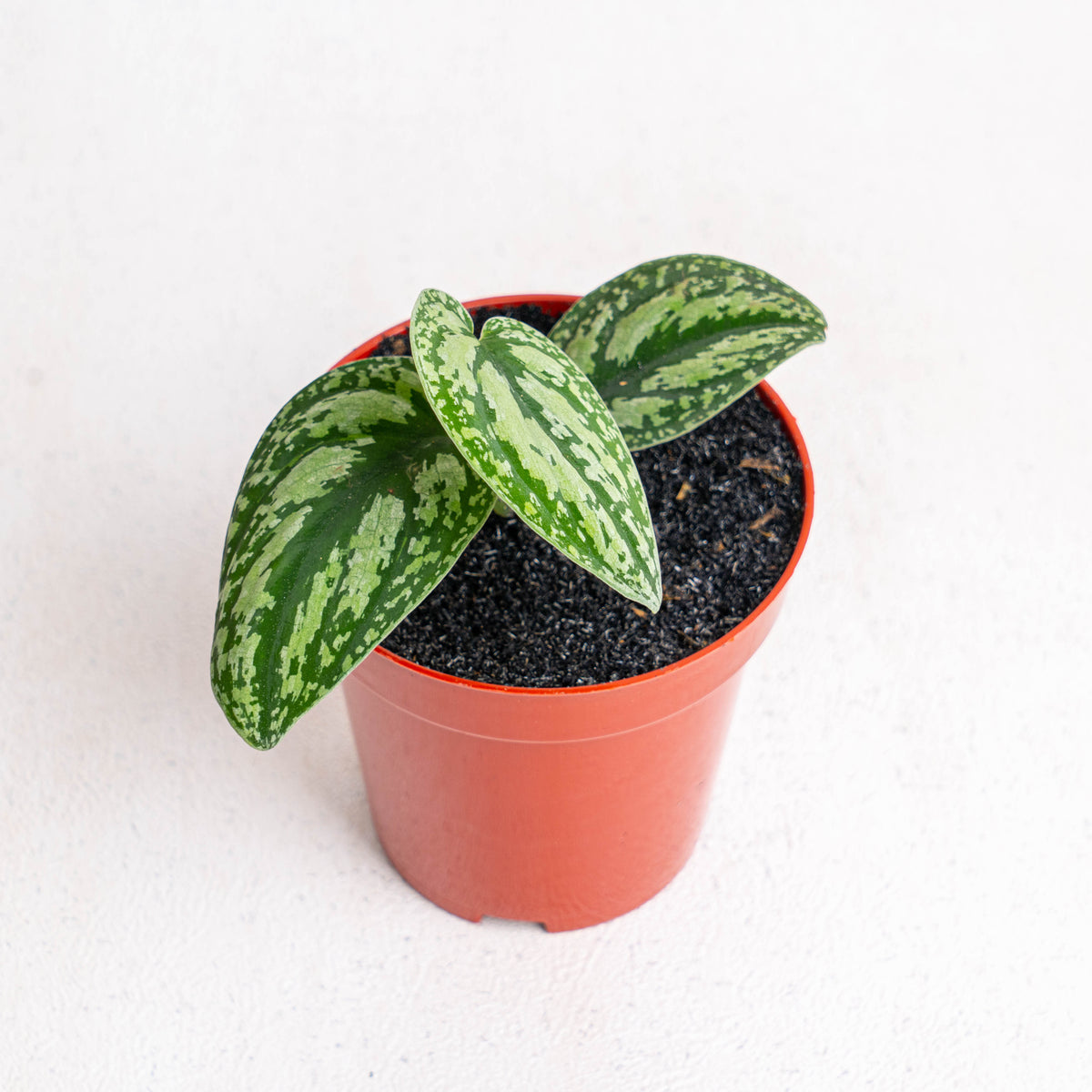 tricolor pothos Scindapsus Tricolor — Aroidasia