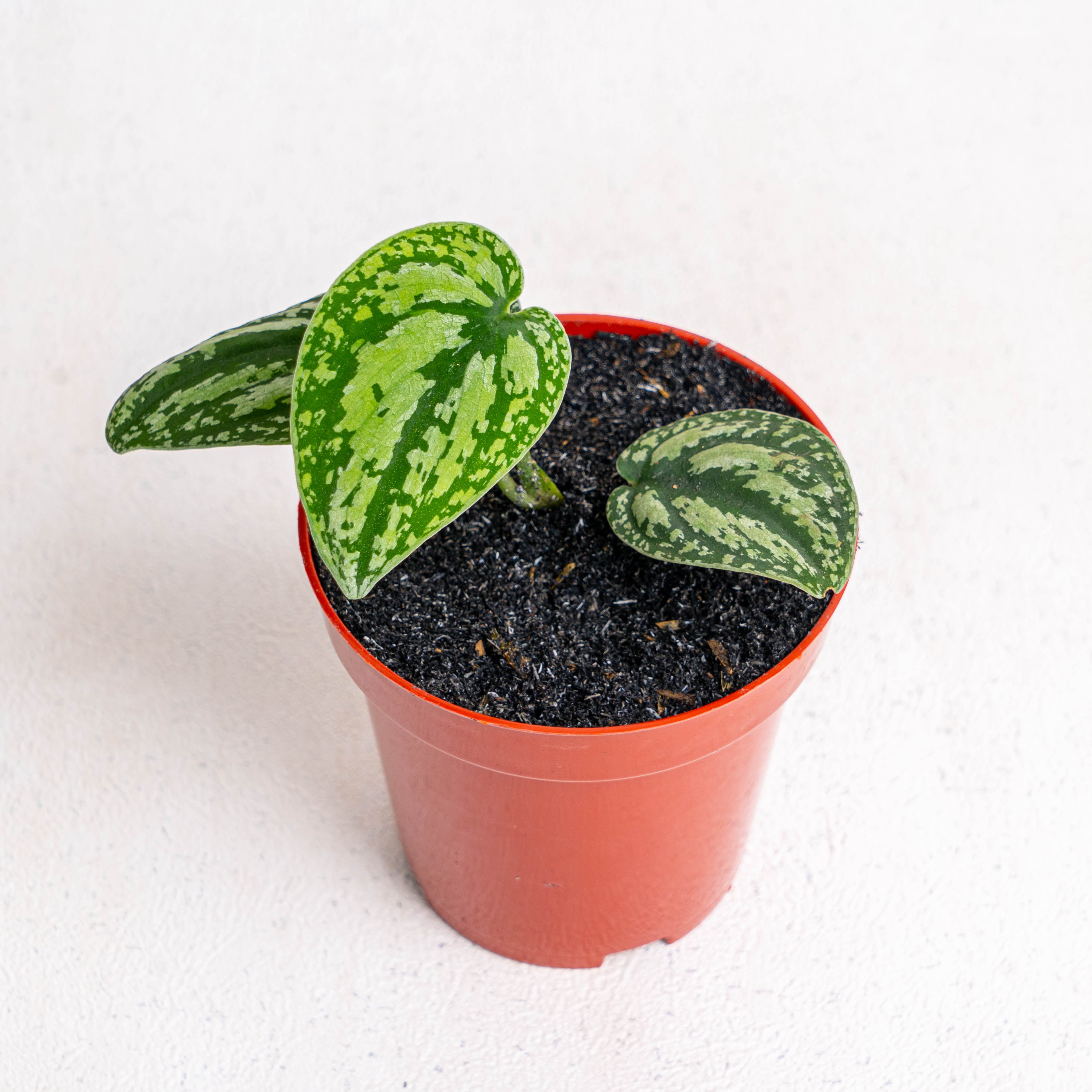 Aroid Asia Scindapsus Tricolor - Thumbnail 3