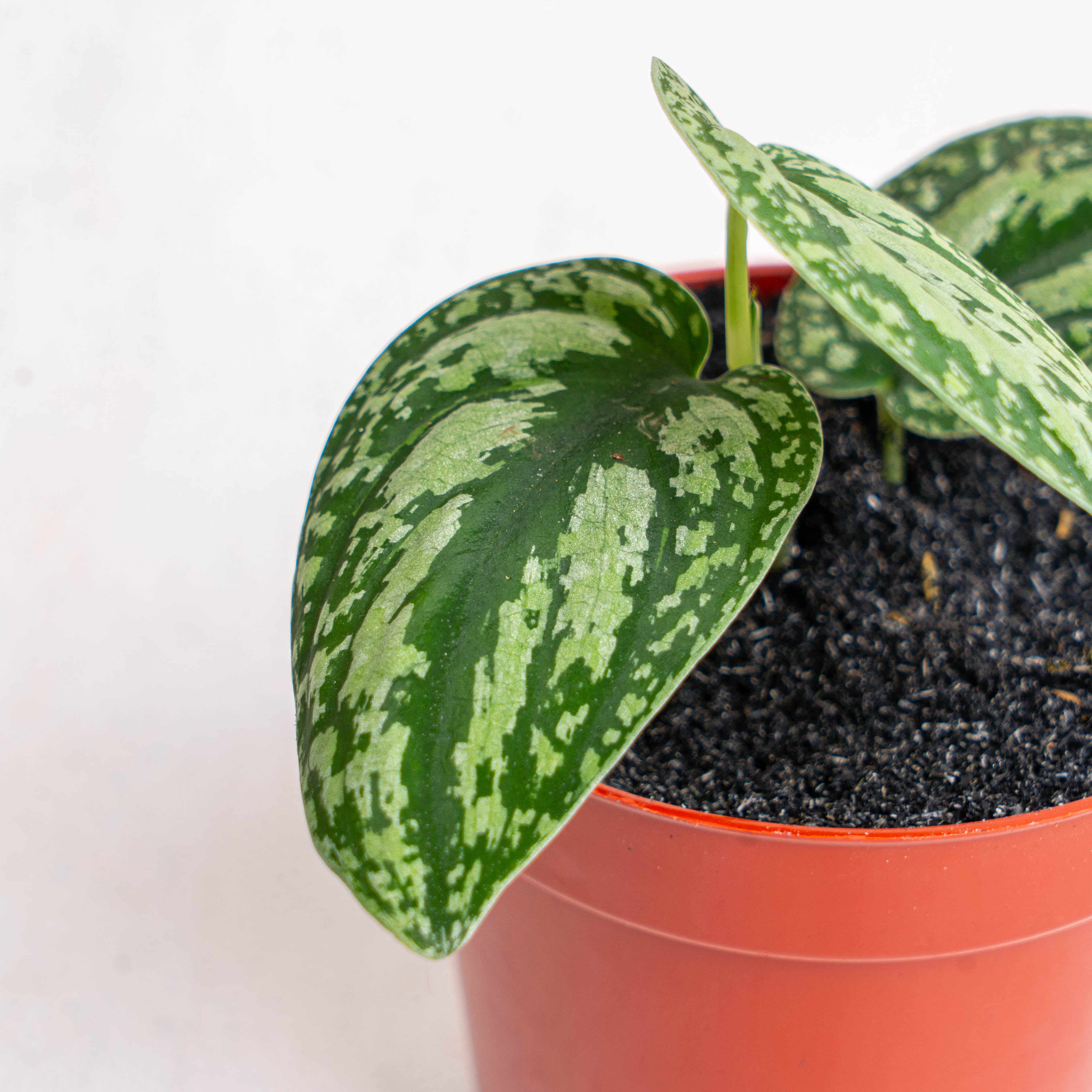 Aroid Asia Scindapsus Tricolor - Thumbnail 2