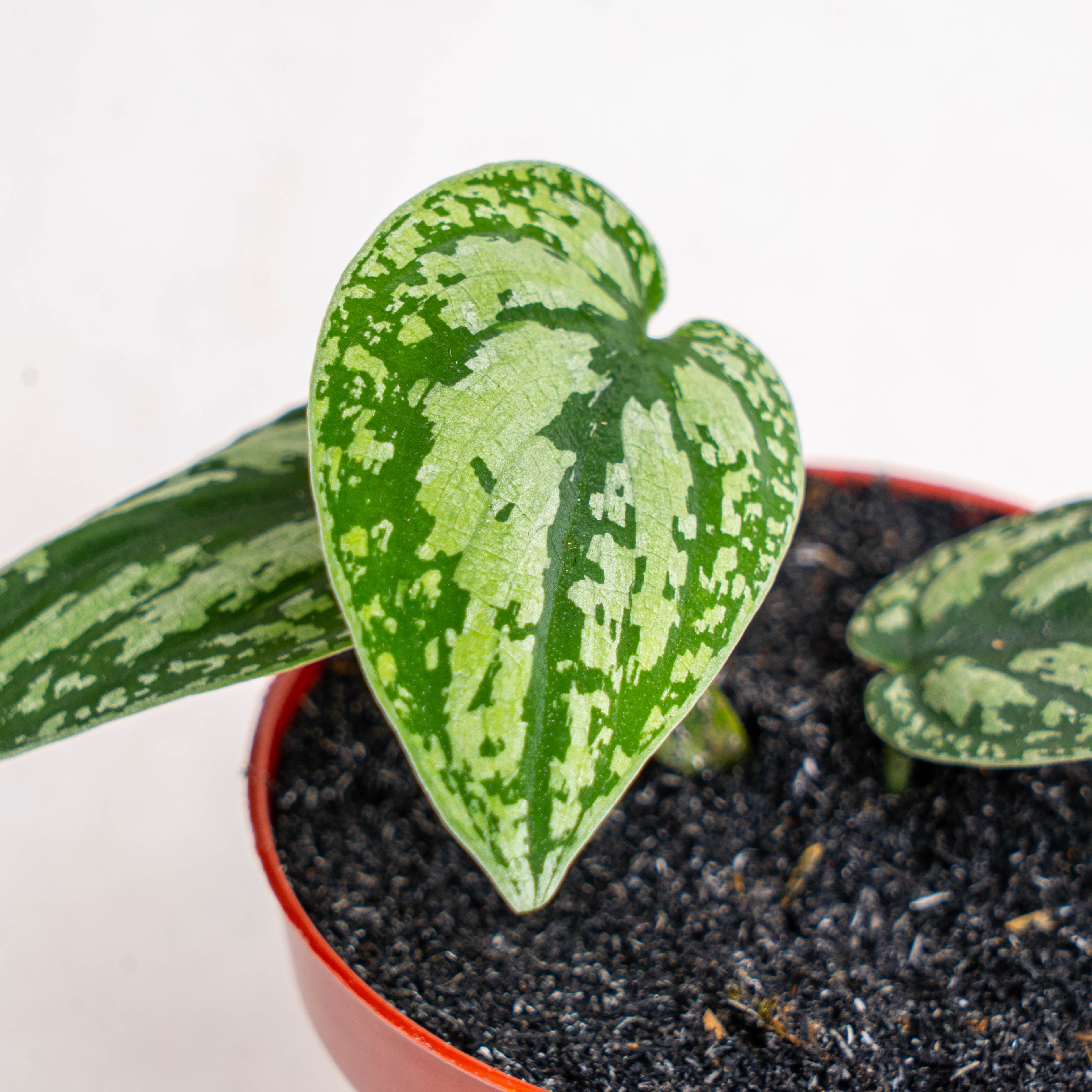 Aroid Asia Scindapsus Tricolor - Thumbnail 5