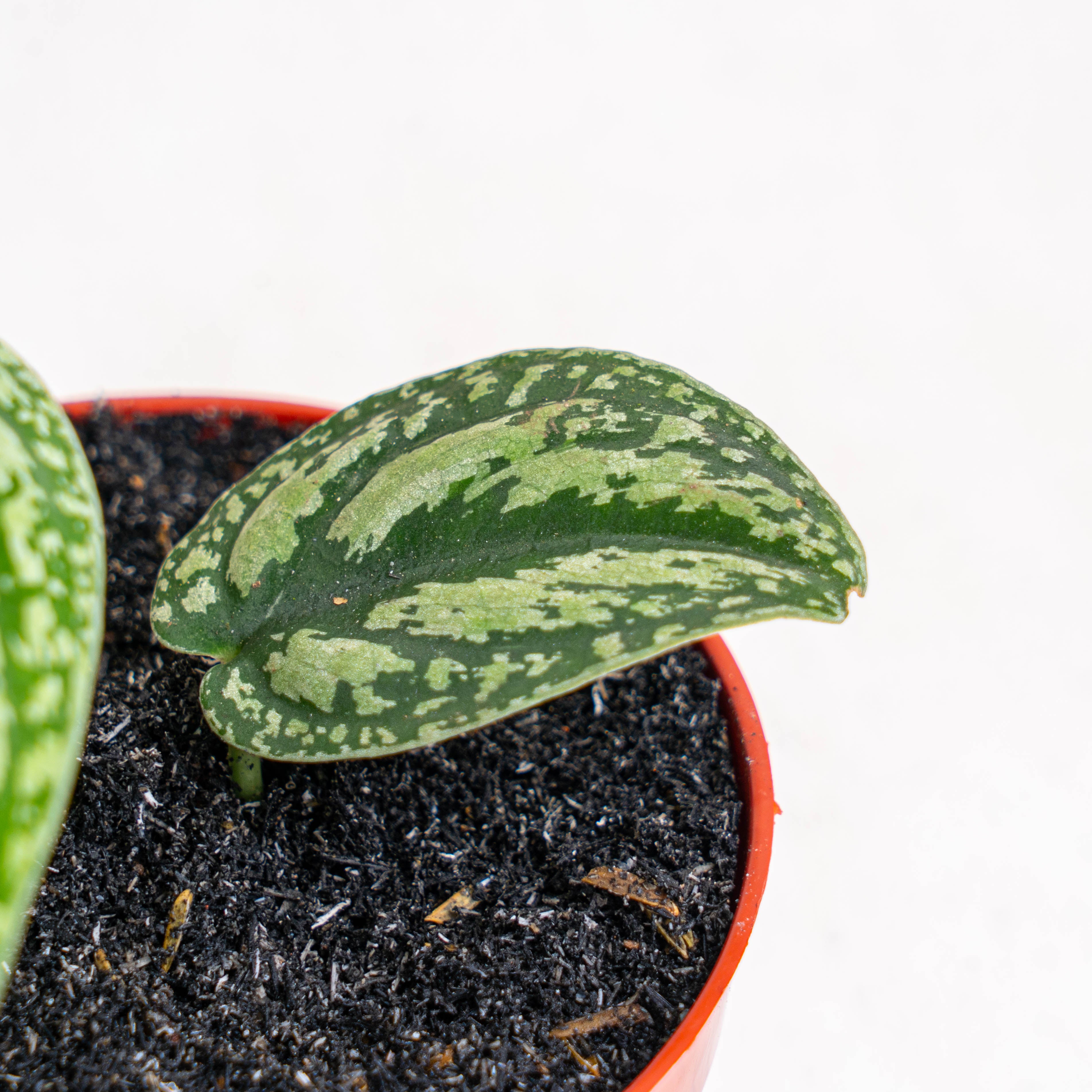 Aroid Asia Scindapsus Tricolor