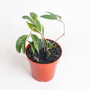 Hoya Amicabillis