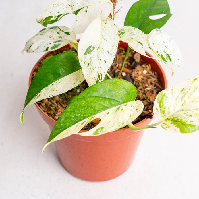 Epipremnum pinnatum 'Marble' (4″ pot) – Gardino Nursery