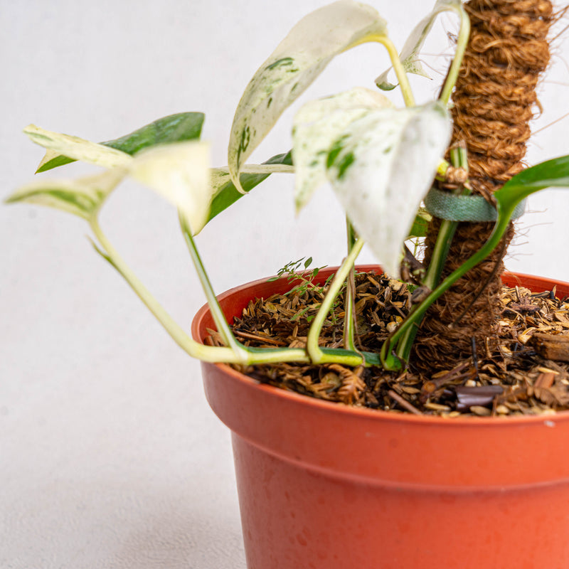 Epipremnum Pinnatum Marble Variegated