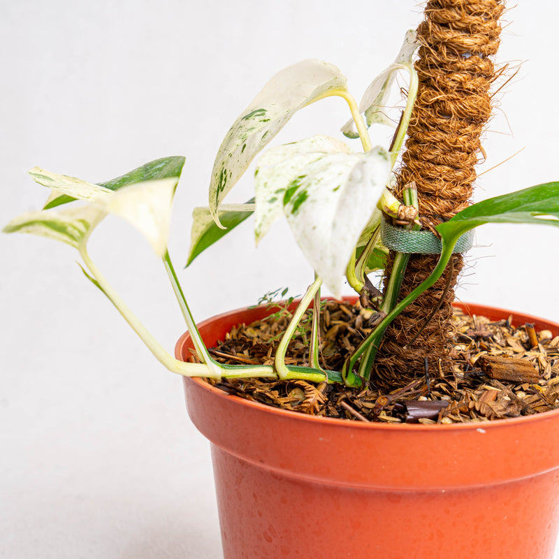 Epipremnum Pinnatum Marble Variegated