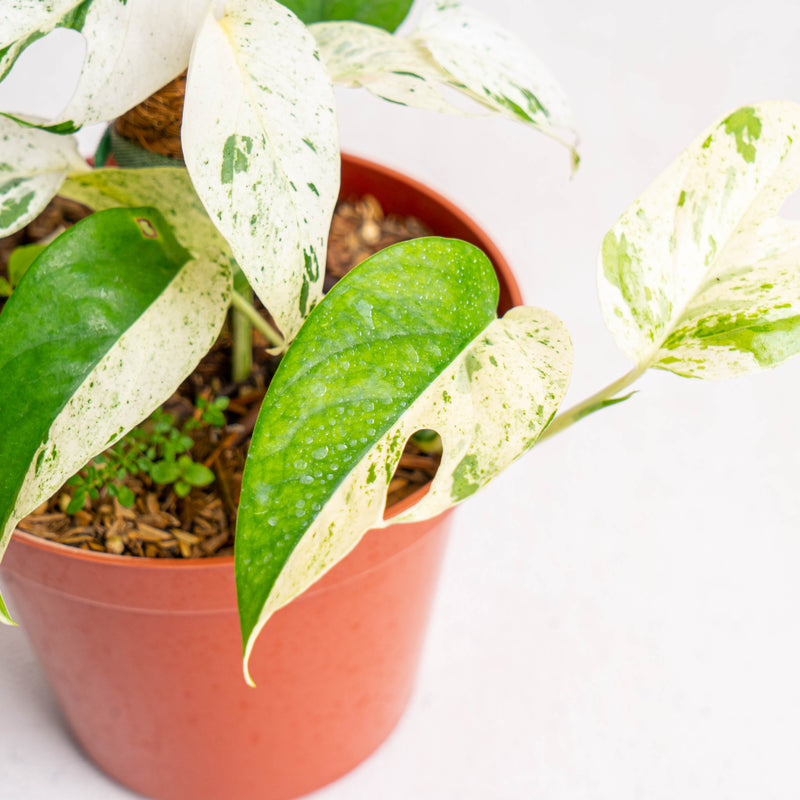 Epipremnum Pinnatum Marble Variegated