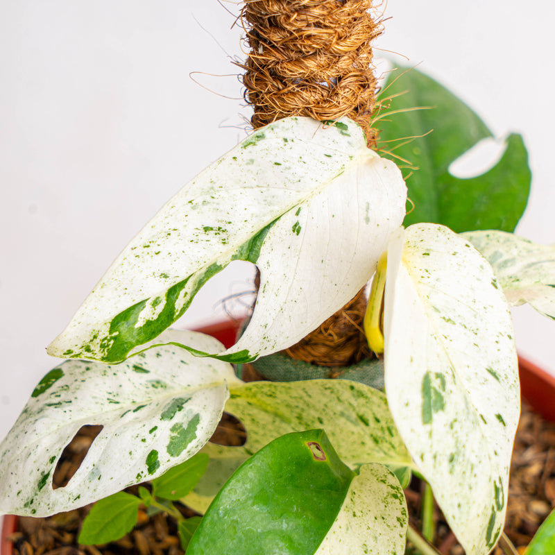 Epipremnum Pinnatum Marble Variegated