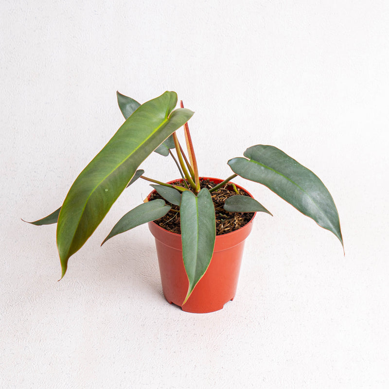 philodendron atapoense Philodendron Atabapoense — Aroidasia