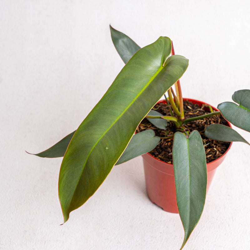 Philodendron Atabapoense