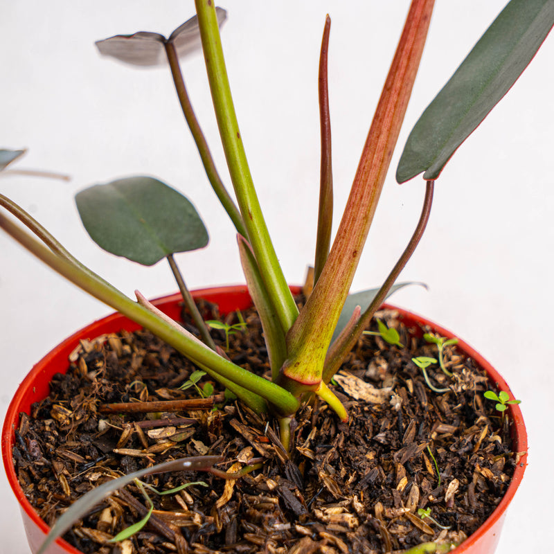 Philodendron Atabapoense