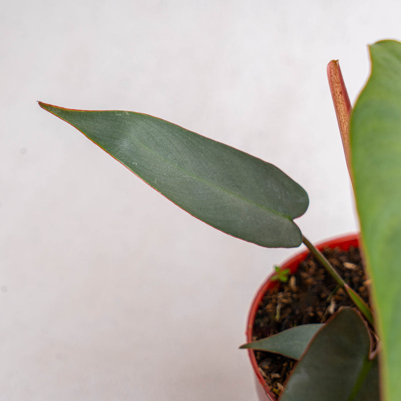 Philodendron Atabapoense