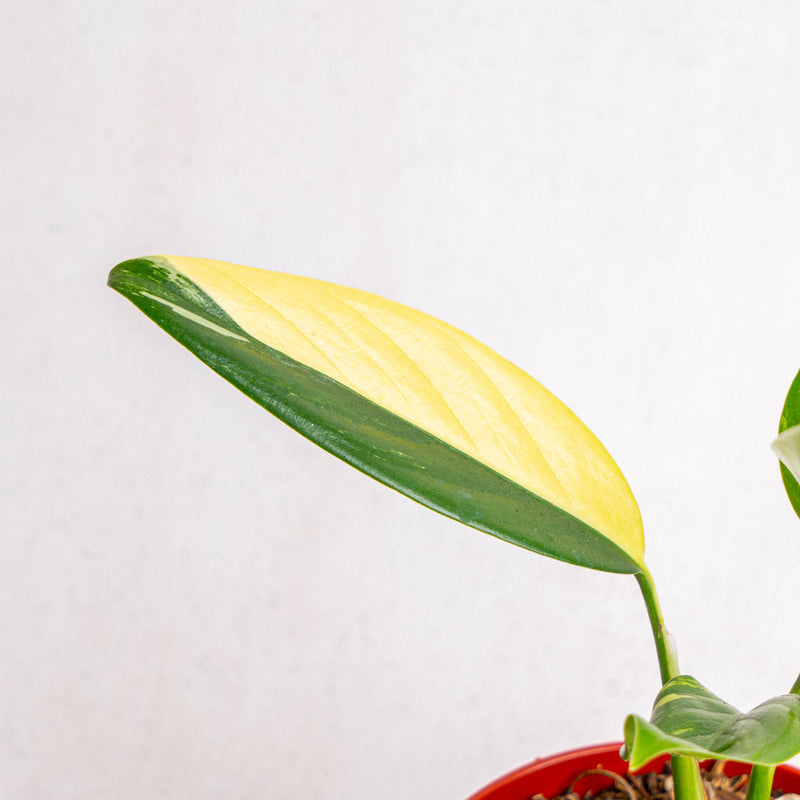 Scindapsus Rupertris Variegated