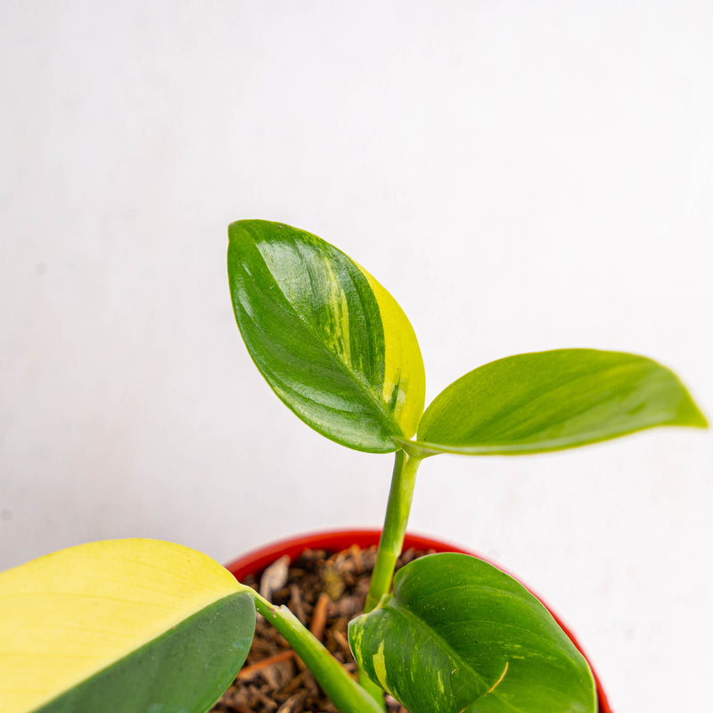 Scindapsus Rupertris Variegated