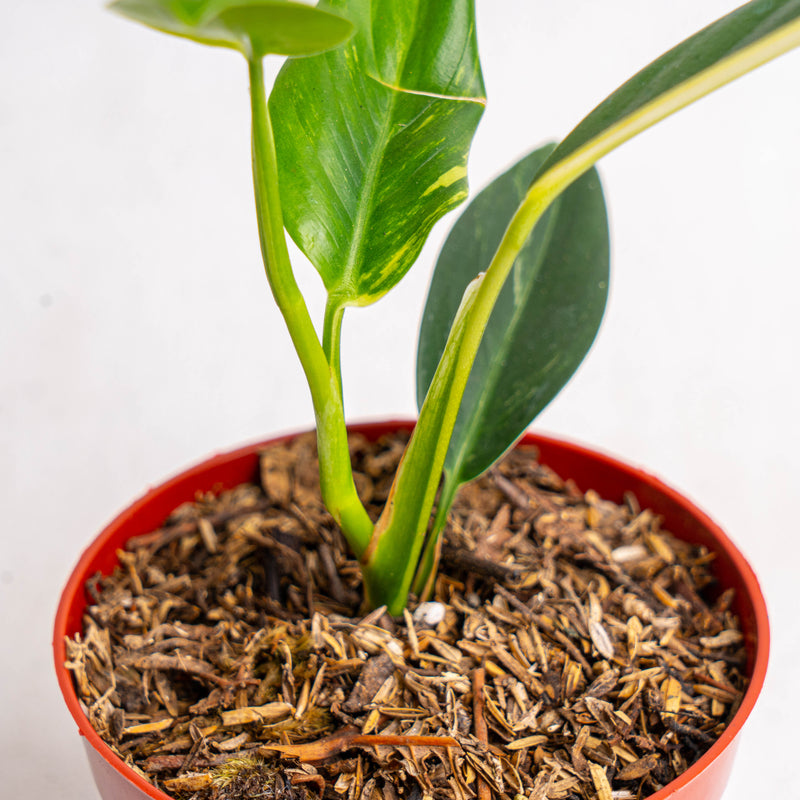 Scindapsus Rupertris Variegated