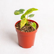 Alocasia gageana yellow variegated