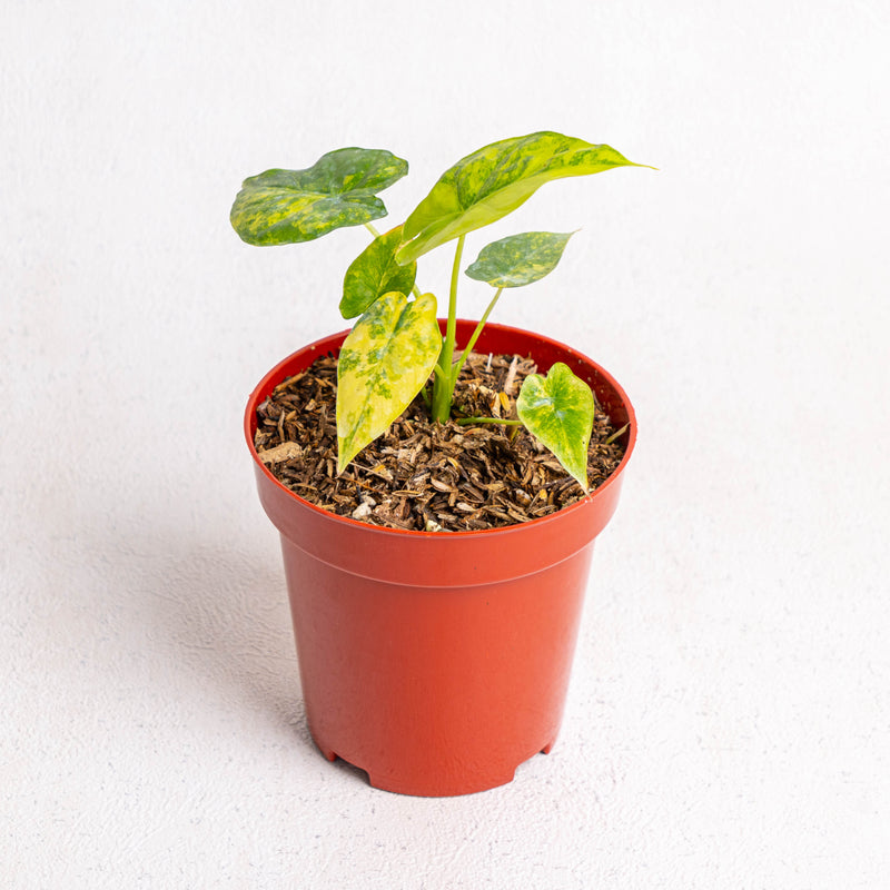Alocasia gageana yellow variegated