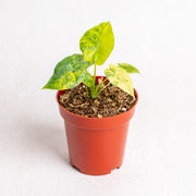 Alocasia gageana yellow variegated