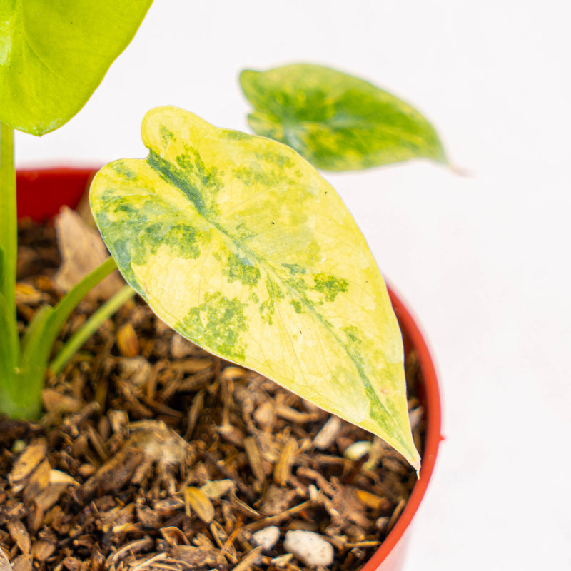 Alocasia gageana yellow variegated