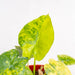Alocasia gageana yellow variegated