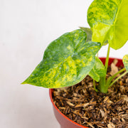 Alocasia gageana yellow variegated