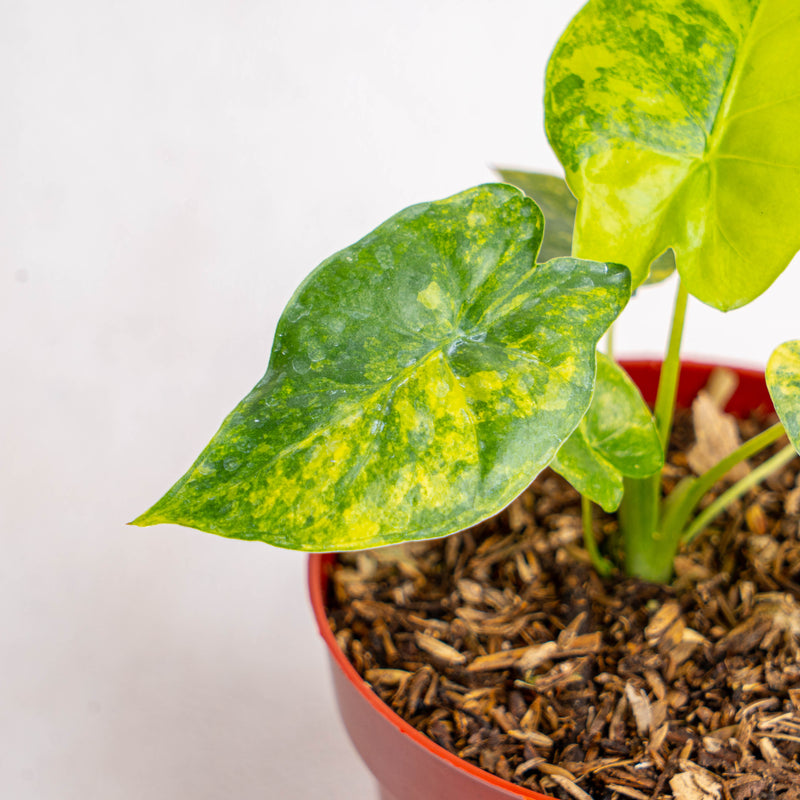 Alocasia gageana yellow variegated