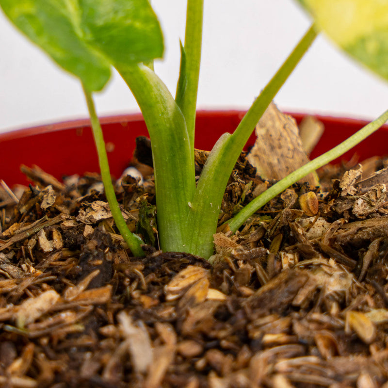 Alocasia gageana yellow variegated