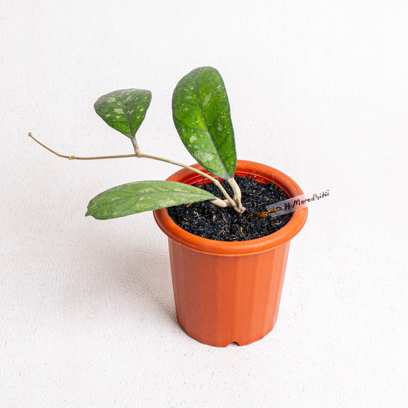 Hoya Meredithii