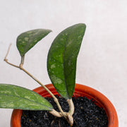 Hoya Meredithii