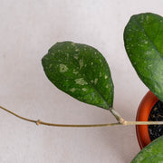 Hoya Meredithii