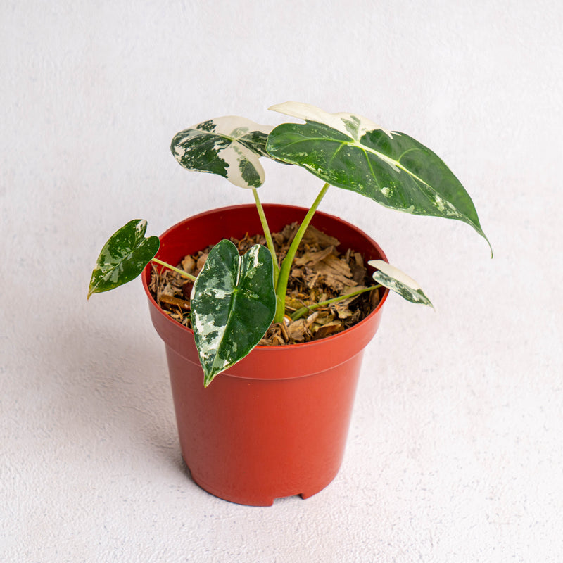 Alocasia Frydek variegated