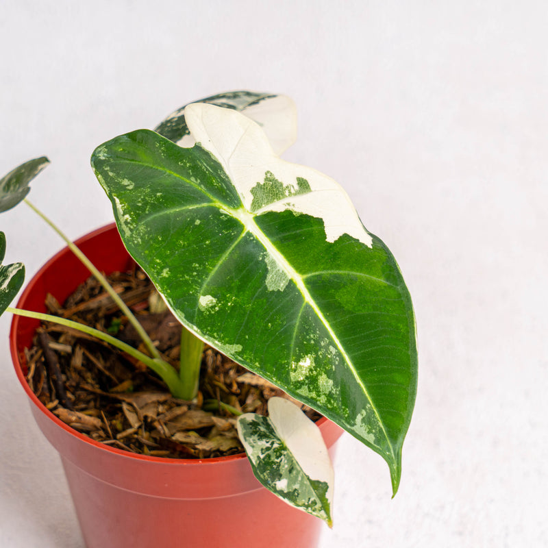 Alocasia Frydek variegated