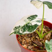 Alocasia Frydek variegated