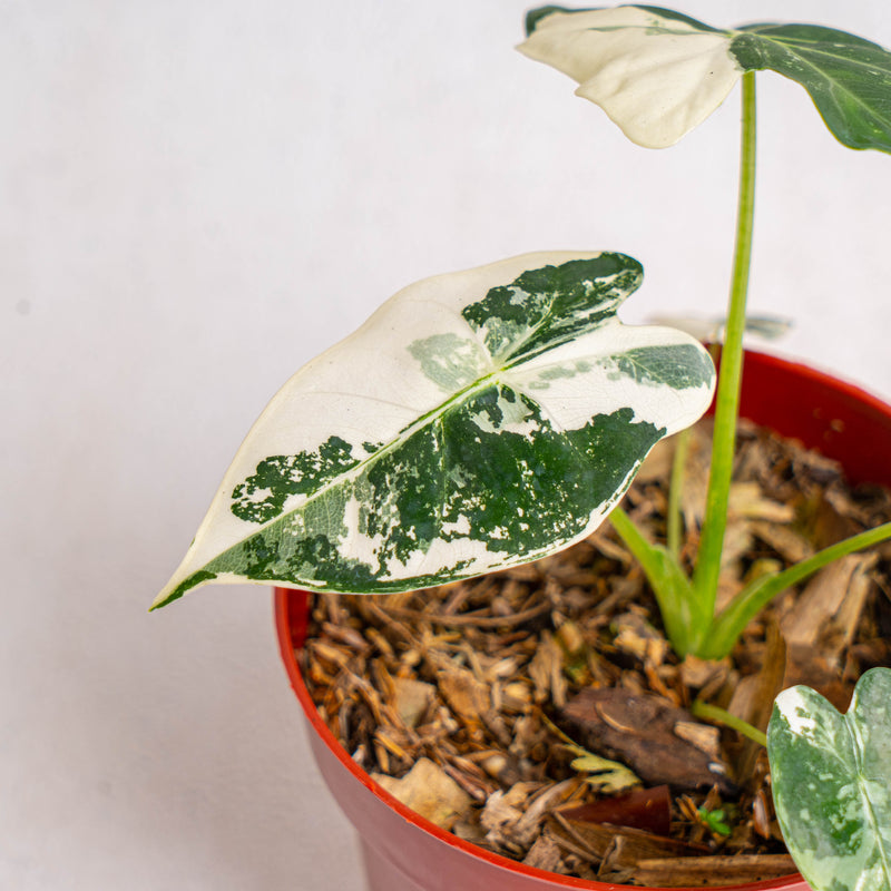 Alocasia Frydek variegated