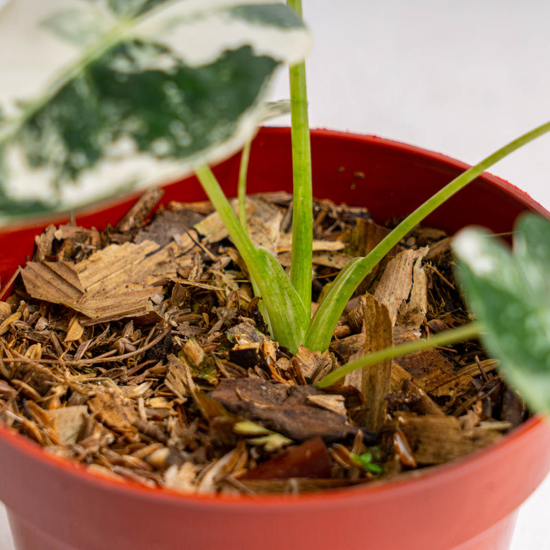 Alocasia Frydek variegated