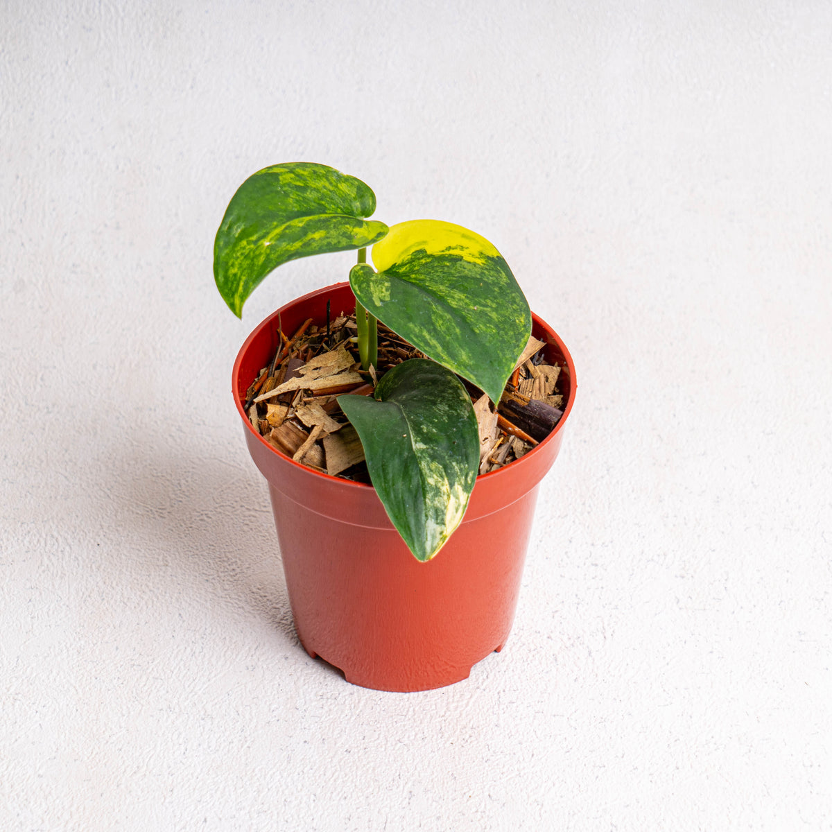 Scindapsus Jade Satin Variegated — Aroidasia