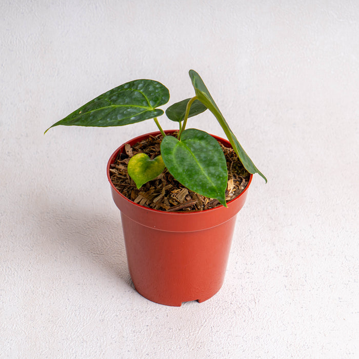 10 pcs Anthurium Papilliaminum Hybrid (Wholesale)
