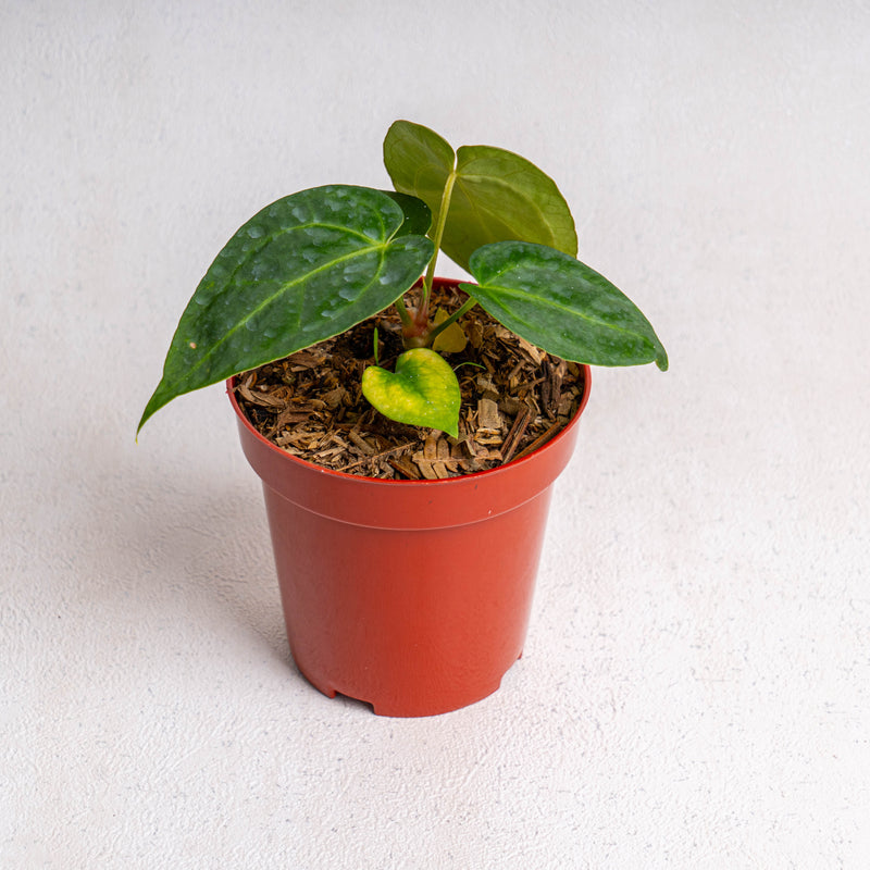 Anthurium Papilliaminum hybrid