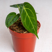 Anthurium Papilliaminum hybrid