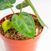 Anthurium Papilliaminum hybrid