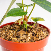 Anthurium Papilliaminum hybrid