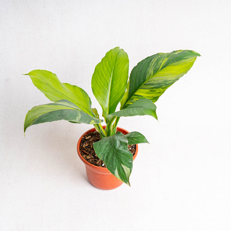 Spathiphyllum sensation variegated