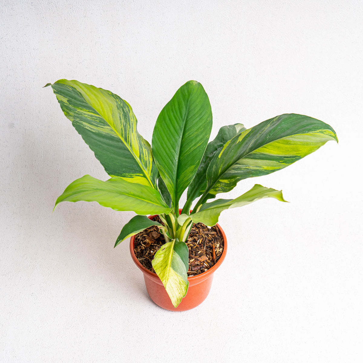 yellow variegated peace lily Spathiphyllum Sensation Variegated — Aroidasia