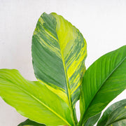 Spathiphyllum sensation variegated