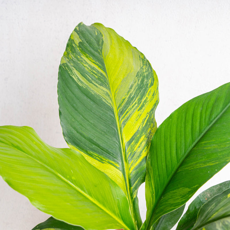 Spathiphyllum sensation variegated